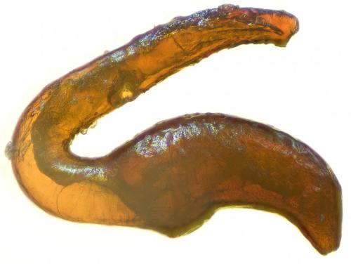 Réf. 240 767 : Otiorhynchus hungaricus